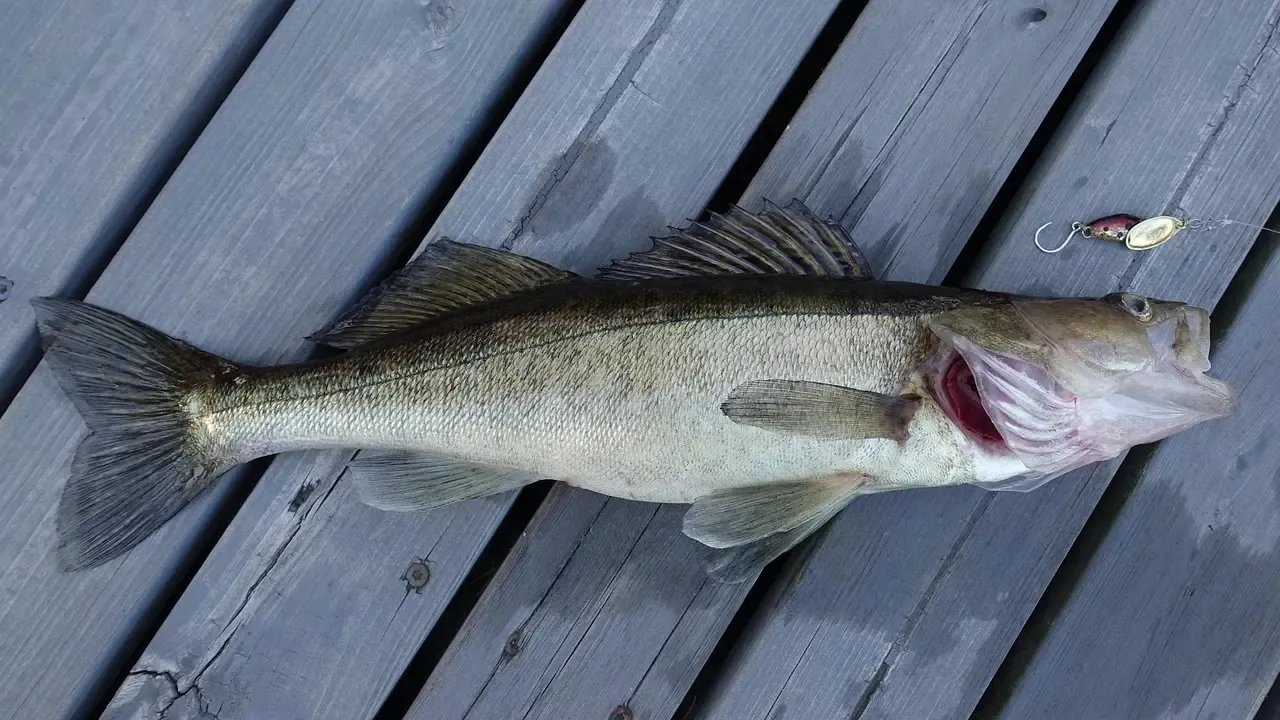 Pike-perch farming in the Mühlviertel: potential in an interesting market